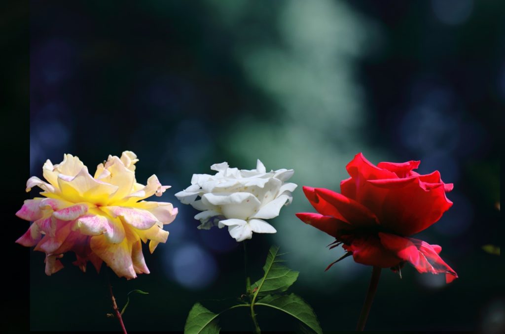 世界の国花と花言葉 国を代表する世界の花々 ナナイログラデーション Nanairo Gradation