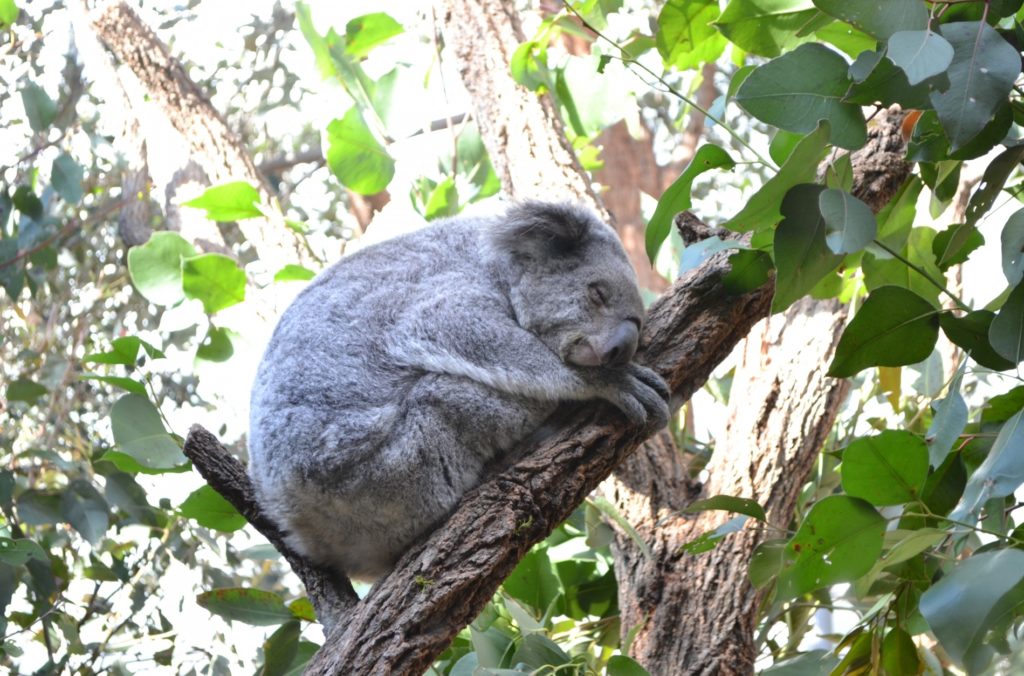 オーストラリアや移住や留学_コアラ