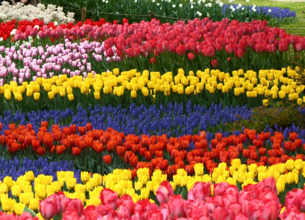 世界の国花と花言葉_綺麗