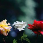 世界の国花と花言葉_美しい