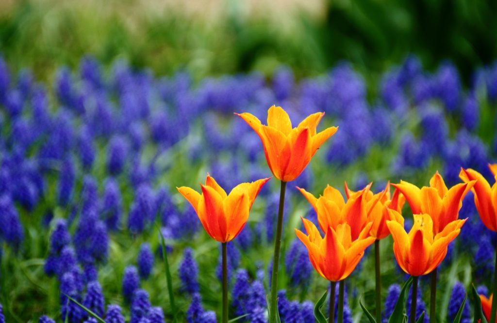 世界の国花と花言葉_色とりどり